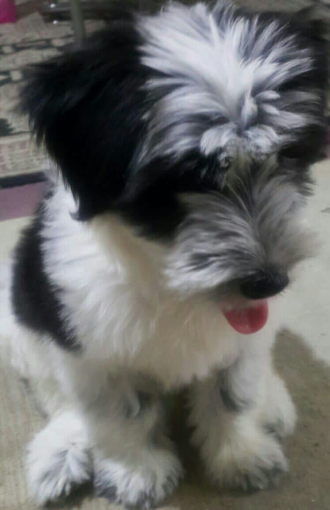 سگ شیتزو دو ماهه