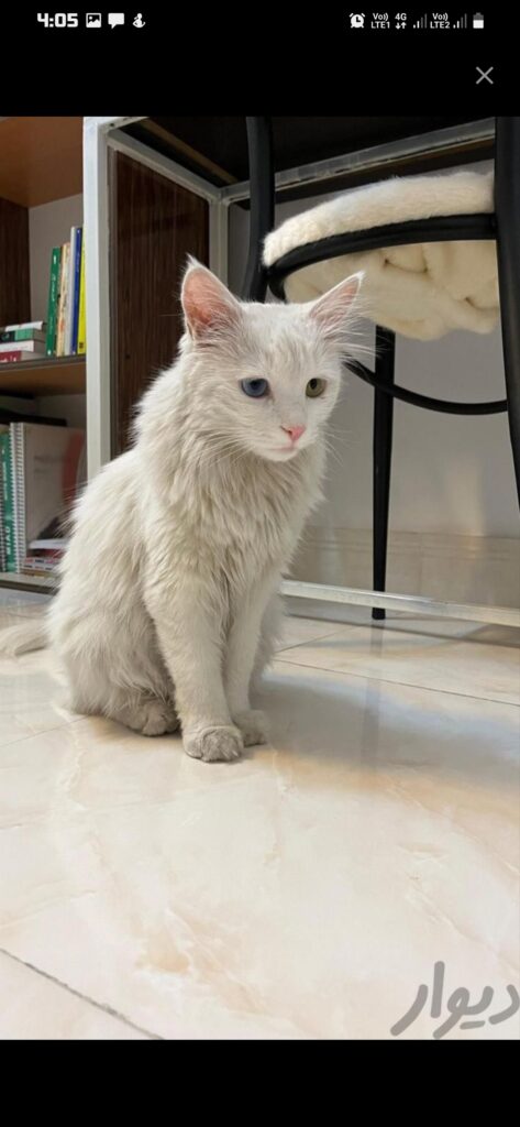 گربه سفید گمشده