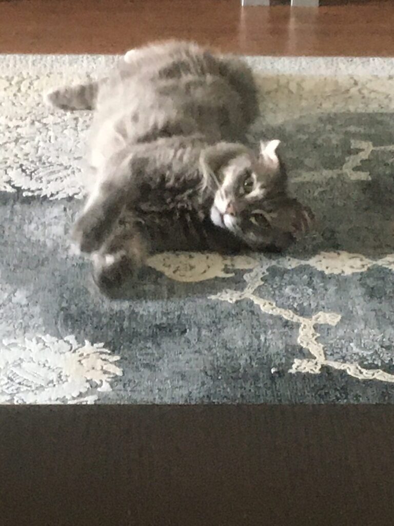 گربه نژاد خاکی خاکستری رنگ
