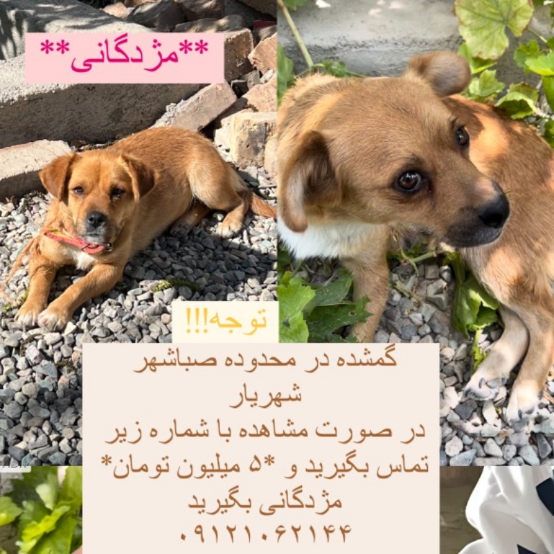 سگ ماده گمشده در محدوده صباشهر شهریار