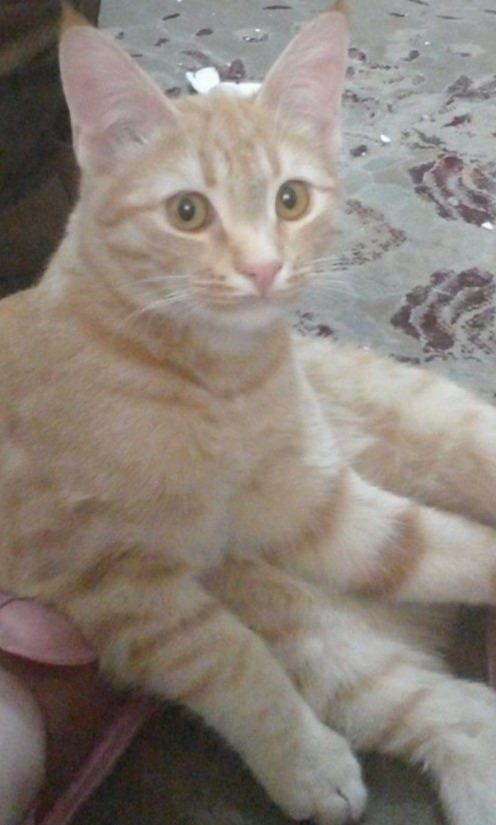 گربه نر هفت ماهه نارنجی رنگ گمشده در محله توس ۵۵ مهدی آباد اسمش پیشولیه اسمش و بلده