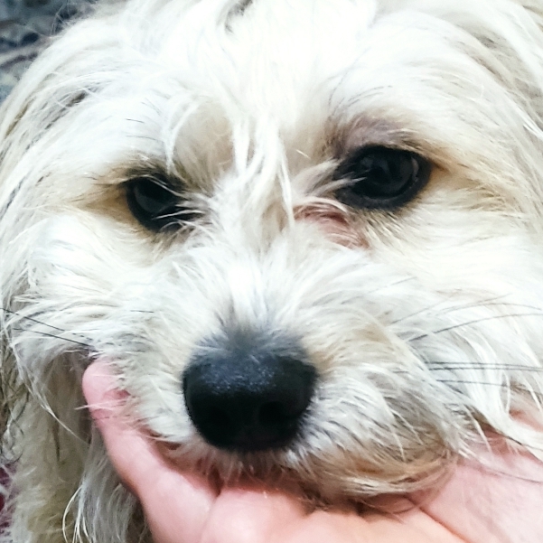 توله سگ شیتزو پیدا شده
