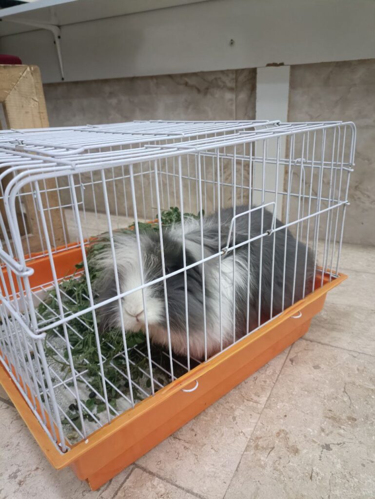 فروش قفس خرگوش