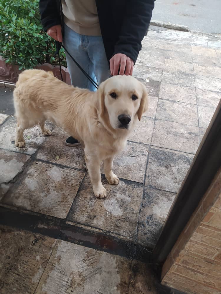 سگ پیدا شده در سعادت آباد تهران