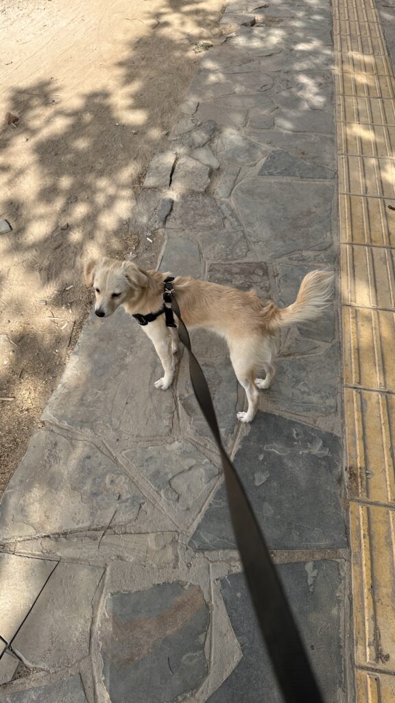 سگ دزدیده شده نژاد اشپیتز
