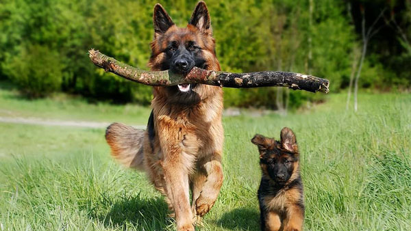 1. ژرمن شپرد (German Shepherd) : هوش و قدرتی بی‌نظیر