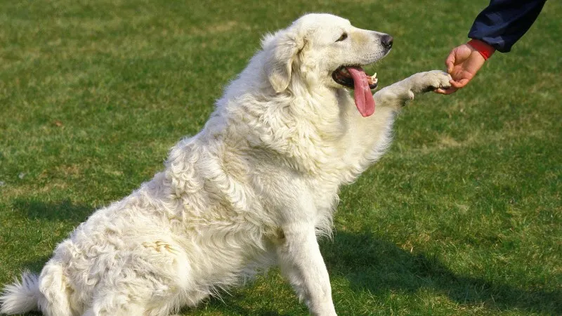 6. سگ کوواز: غریزه نگهبانی قوی و انرژی سرشار