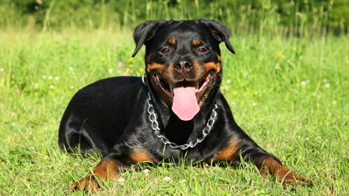 7. سگ روتوایلر Rottweiler : هوش و انعطاف‌پذیری مثال‌زدنی