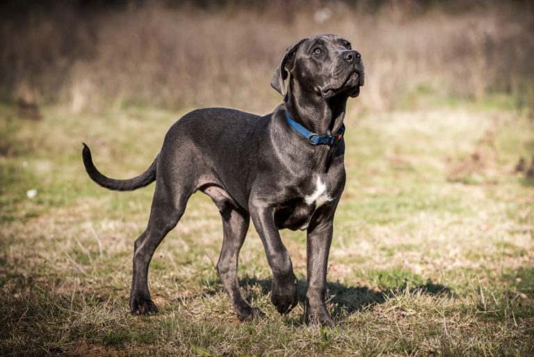 8. سگ کن کورسو Cane Corso : ظاهری باشکوه و روحی جنگجو یکی از بهترین بهترین سگ های نگهبان