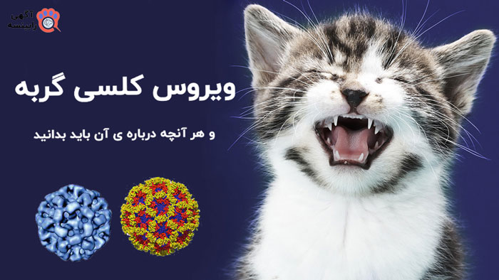 ویروس کلسی گربه