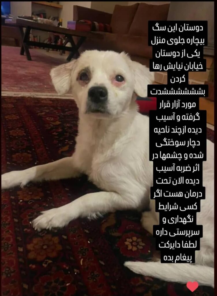 واگذاری سگ در شیراز