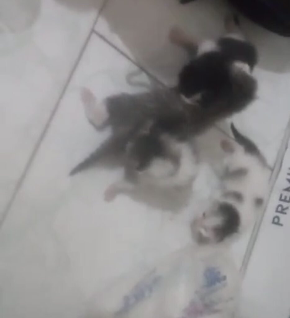 واگذاری ۴ بچه گربه شیرخوار