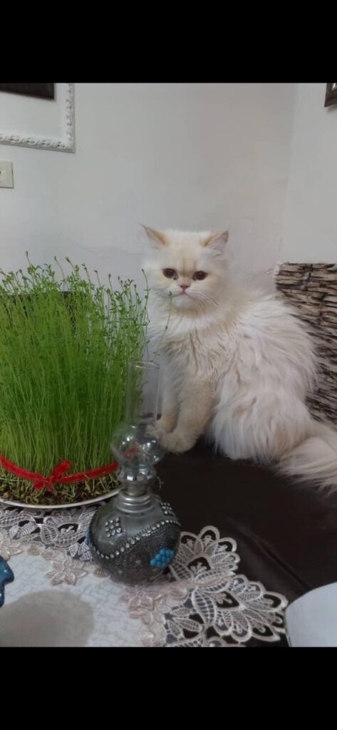 گمشده گربه پرشین سفید