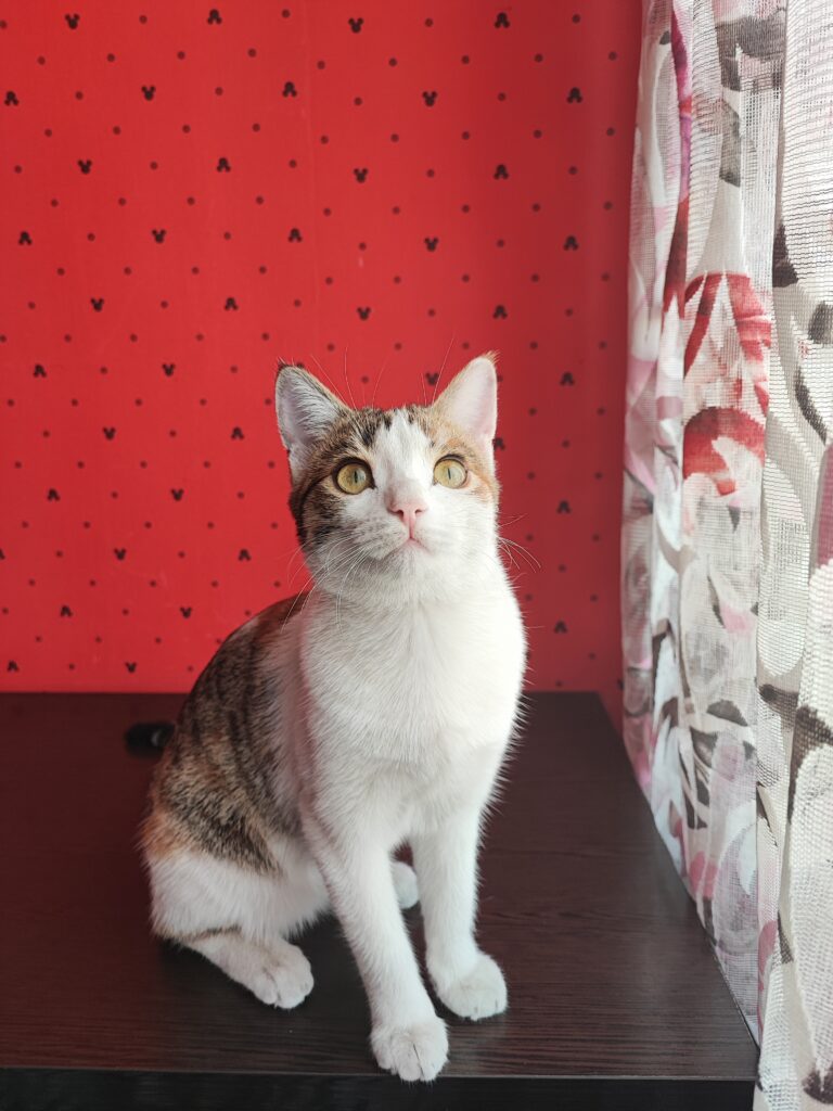 گربه رنگ نارنجی سفید طوسی