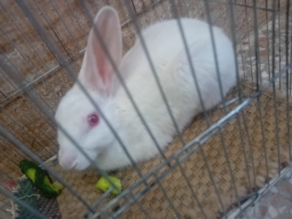 خرگوش سفیدصورتی هلندی
