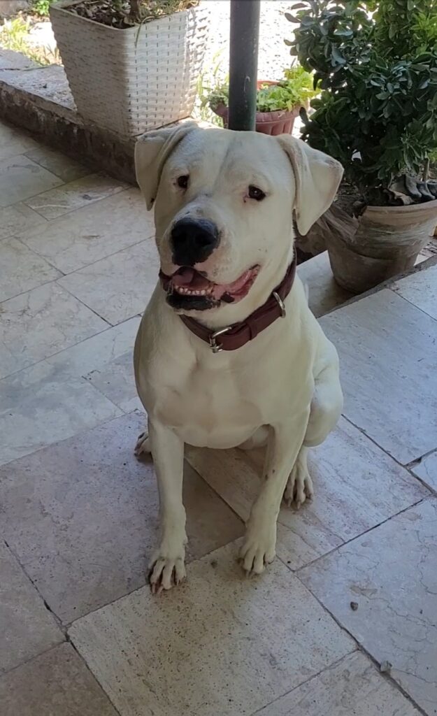 سگ نر نژاد دوگو آرژنتینو پیدا شده