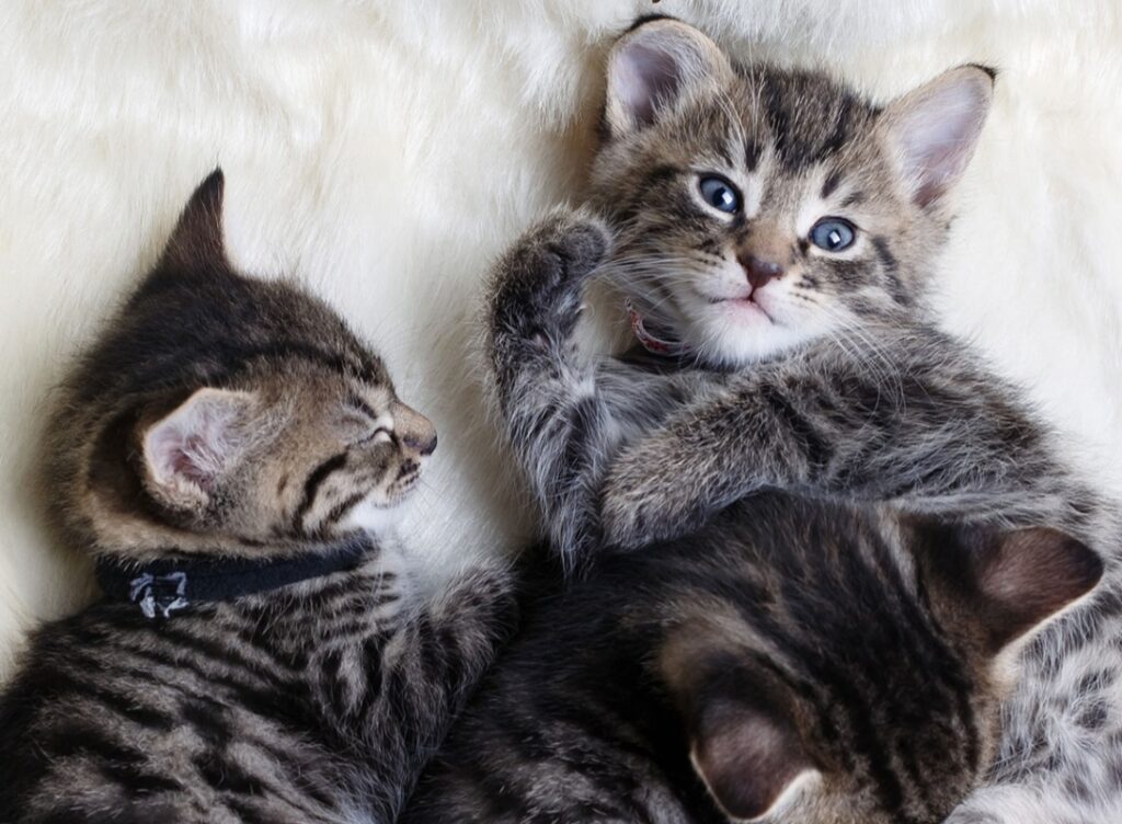 بچه گربه های دوماهه دوست داشتنی که باهم برادرن
