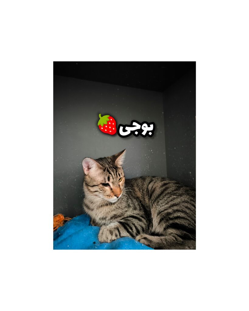 بوجی بوجی🍓