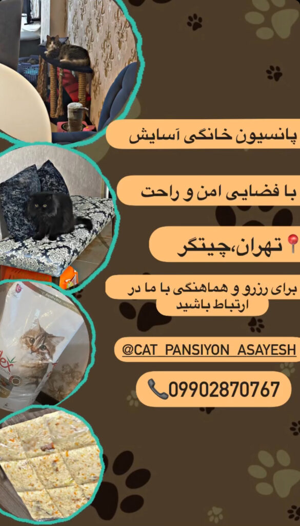 پانسیون خانگی گربه آسایش