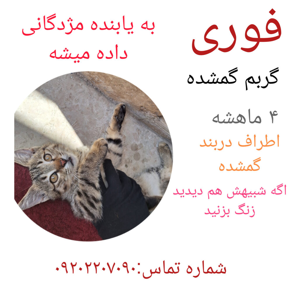 گربم گمشده