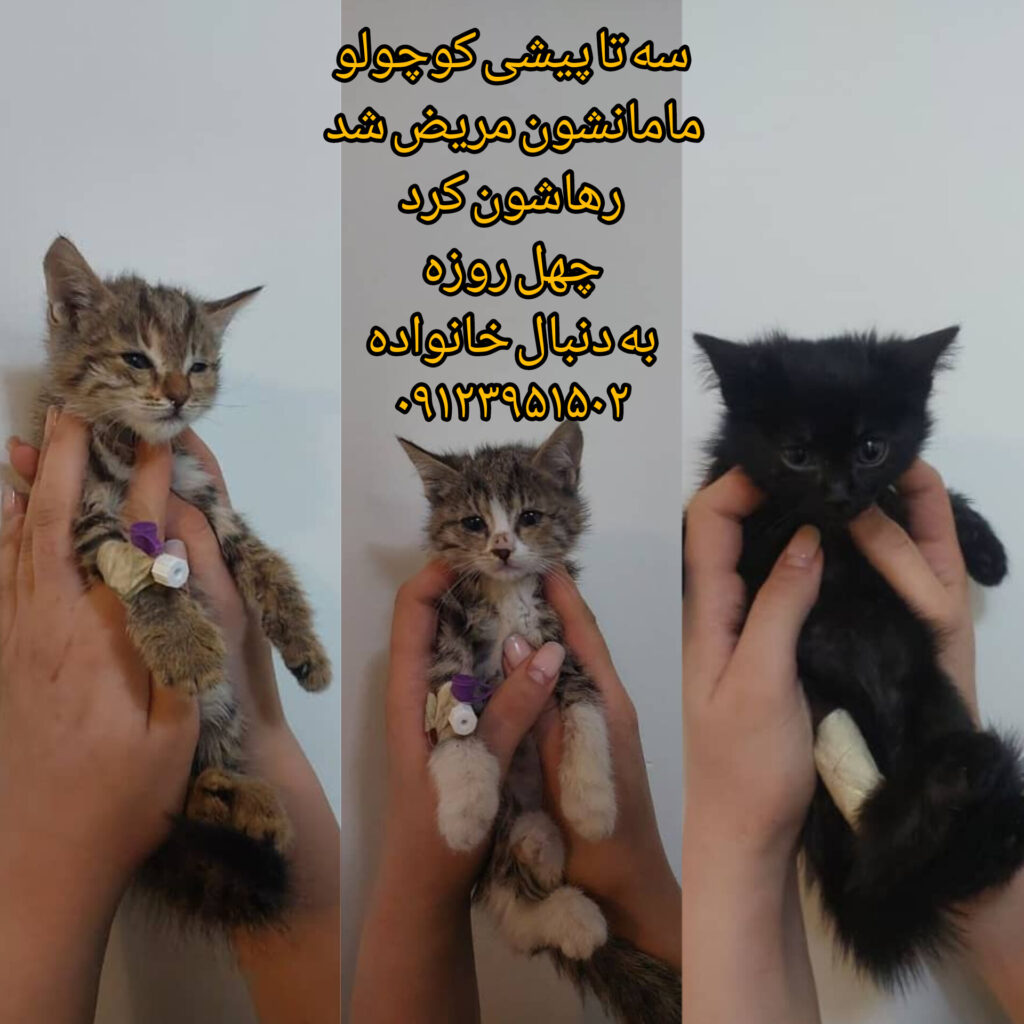 نیازمند خانواده مهربان