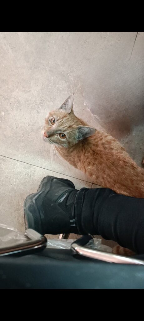 درخواست کمک برای نگه داری گربه