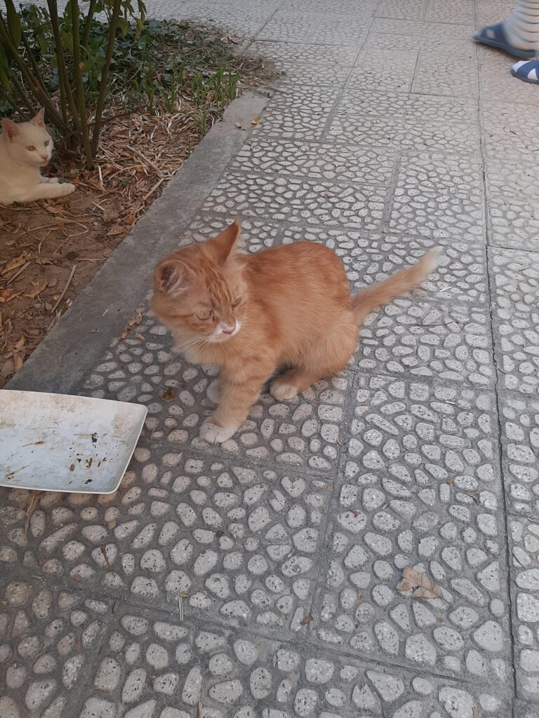 گربه پرشین نارنجی ماده با چشمان سبز