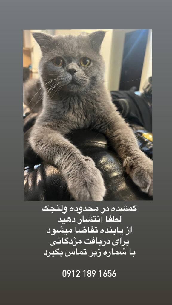 گربه بریتیش بلو گمشده