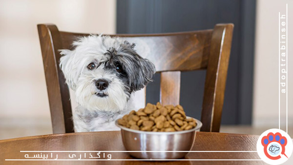 غذای خشک بدیم به سگ یا غذای خانگی