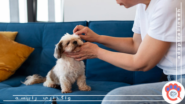لکه اشکی سگ