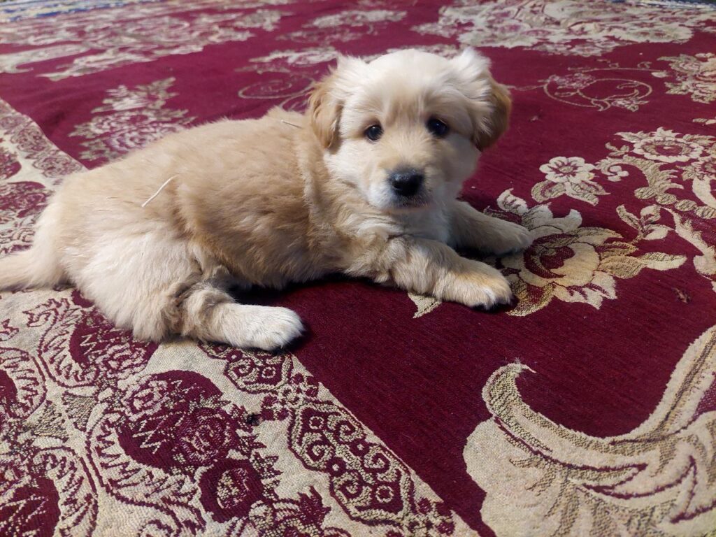 توله سگ