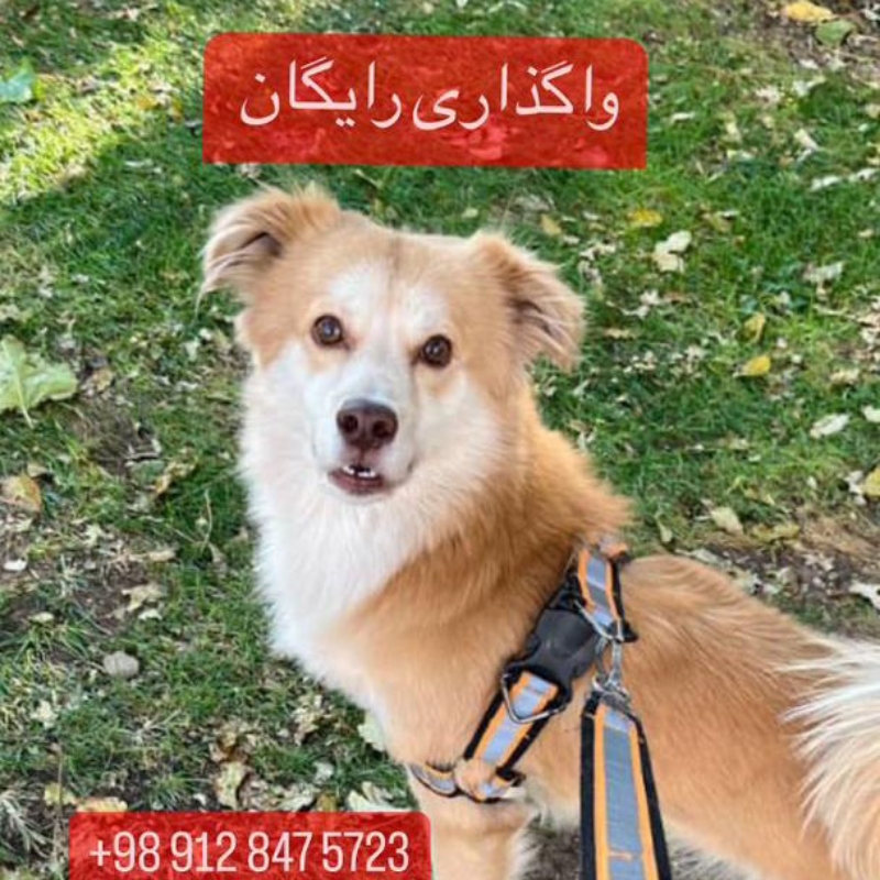 واگذاری سگ اشپیتز