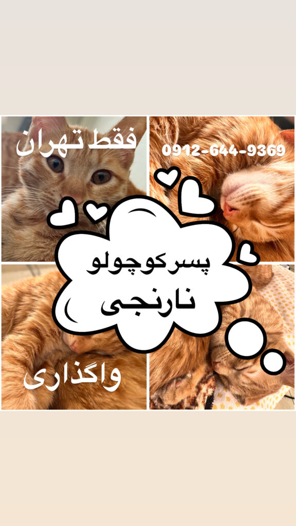 واگذاری پسر بچه نارنجی