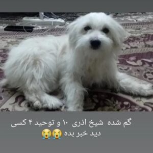 سگ پاکوتاه  سفید