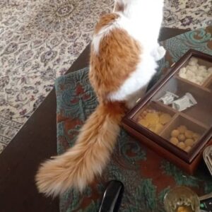 گربه   پسر. خیلی مهربون بغلی