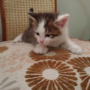 واگذاری رایگان گربه نر DSH یک ماهه