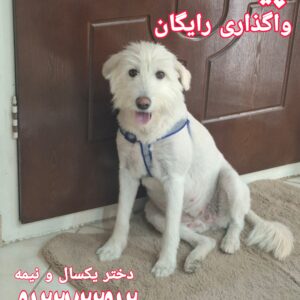 پیدا شده