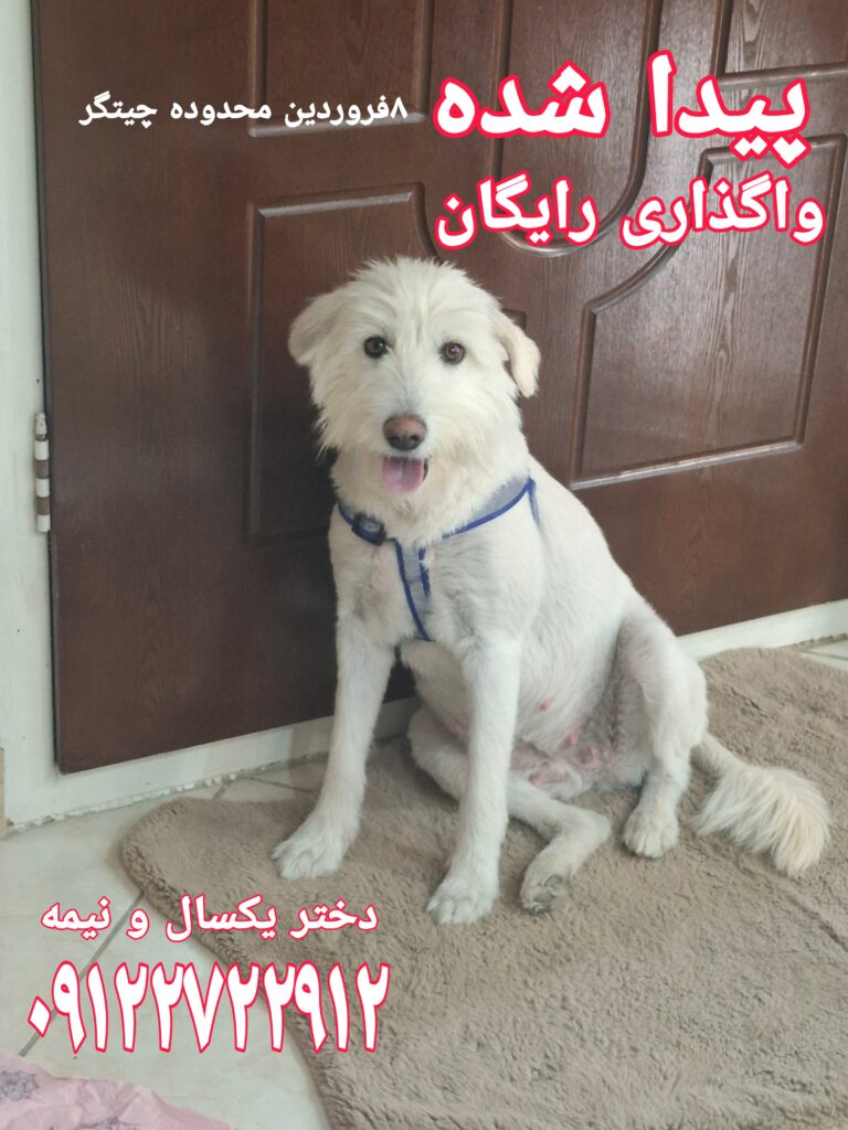 پیدا شده