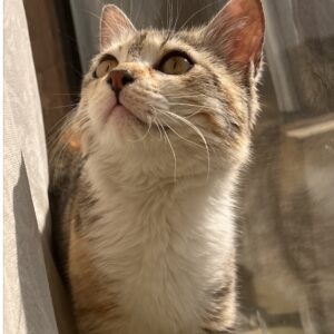 گربه ماده ۷ ماهه