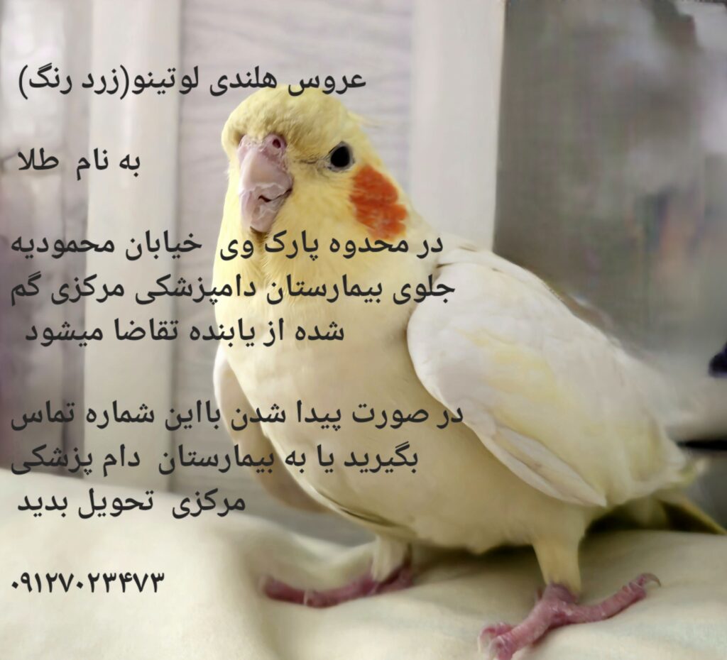 عروس هلندی گمشده