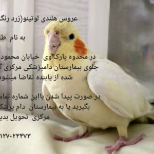 عروس هلندی گمشده