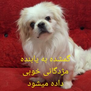 سگ پیکنیز