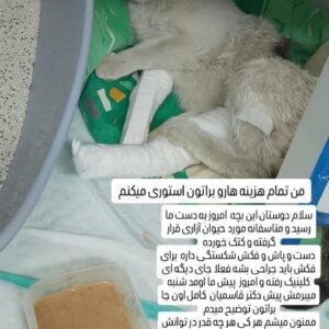 کمک مالی برای پناه که مورد حیوان آزاری قرار گرفته