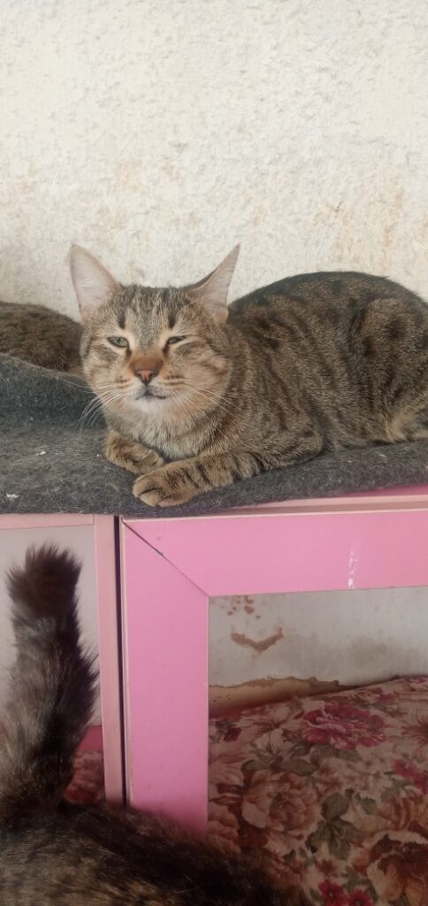 واگذاری پسر ۱ ساله