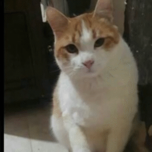 گربه معلول