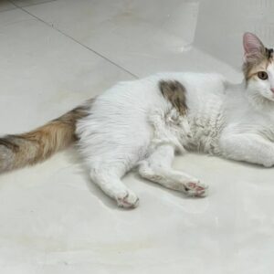 گربه Dsh