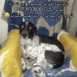 سگ گمشده