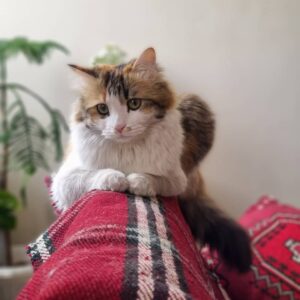 گربه گمشده
