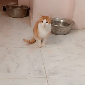 گربه نارنجی