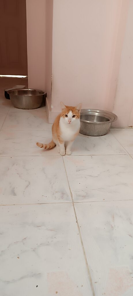 گربه نارنجی